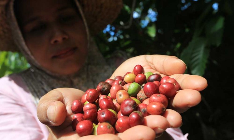 Harga Biji Kopi Kering Jenis Robusta di Tingkat Petani Mencapai Rp95.000 Per Kilogram