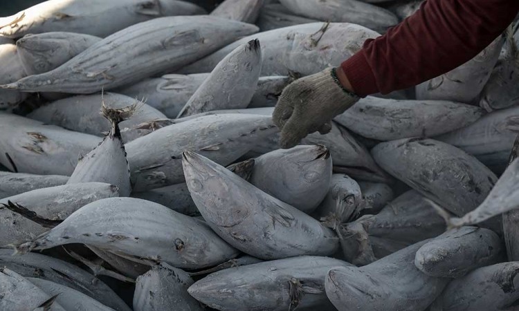 BPS Mencatat Perekonomian Indonesia Pada Triwulan I/2025 Tumbuh 4,87%