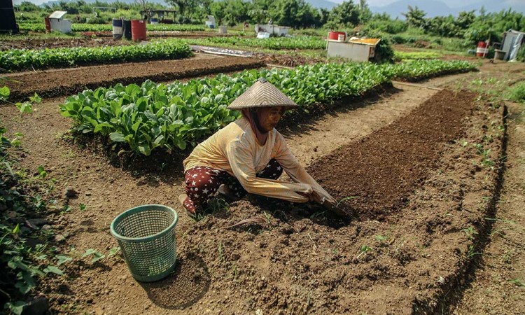 Nilai Tukar Petani di Provinsi Maluku Utara Naik 0,53% Pada Maret 2025