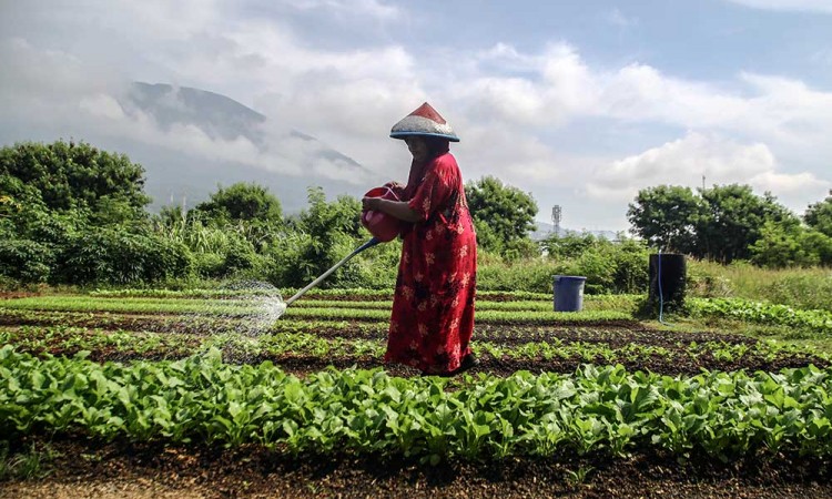 Nilai Tukar Petani di Provinsi Maluku Utara Naik 0,53% Pada Maret 2025