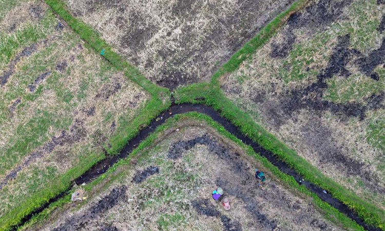 Petani di Jawa Timur Mulai Mengganti Tanaman Padi dengan Palawija Untuk Mengantisipasi Musim Kemarau