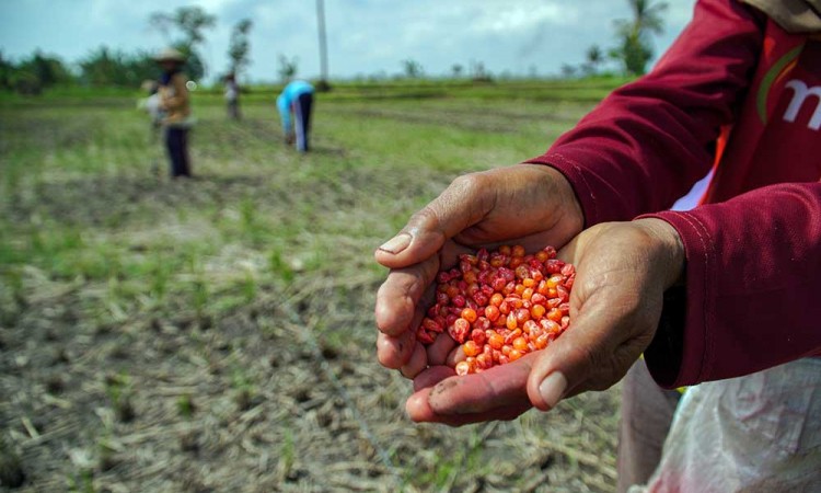 Petani di Jawa Timur Mulai Mengganti Tanaman Padi dengan Palawija Untuk Mengantisipasi Musim Kemarau