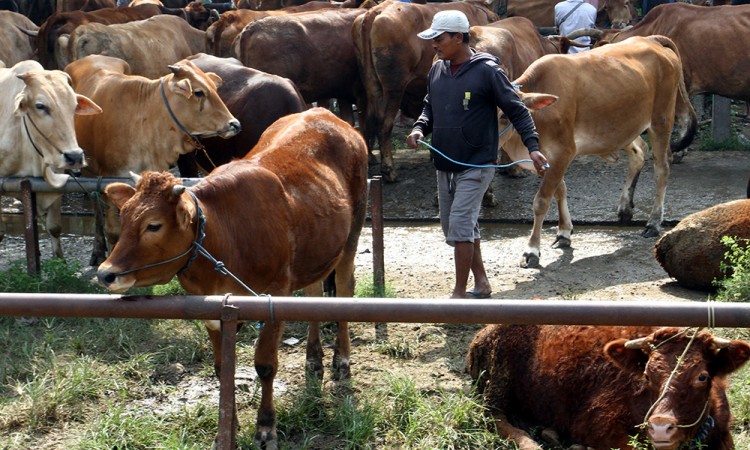 Target Penambahan Populasi Sapi