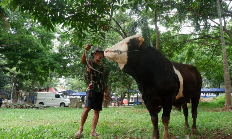 Maraknya Penjualan Hewan Kurban Jelang Idhuladha