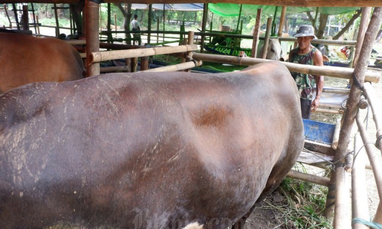 Maraknya Penjualan Hewan Kurban Jelang Idhuladha