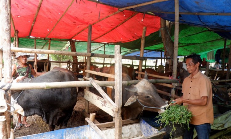 Maraknya Penjualan Hewan Kurban Jelang Idhuladha