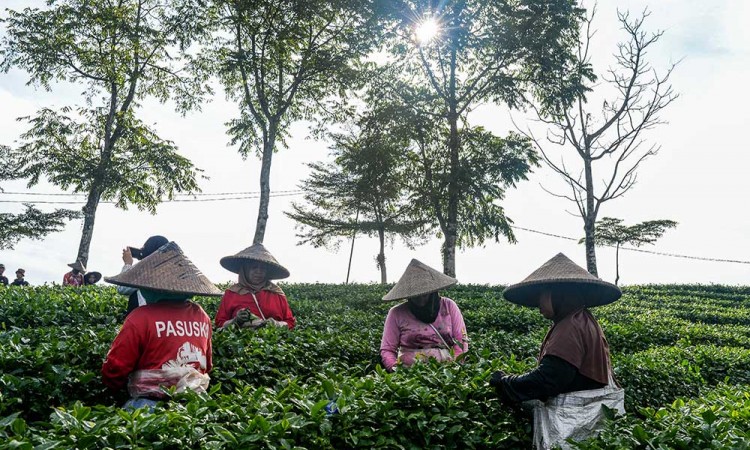Produksi Teh Oolong Organik Tanpa Mesin Pertama di Indonesia
