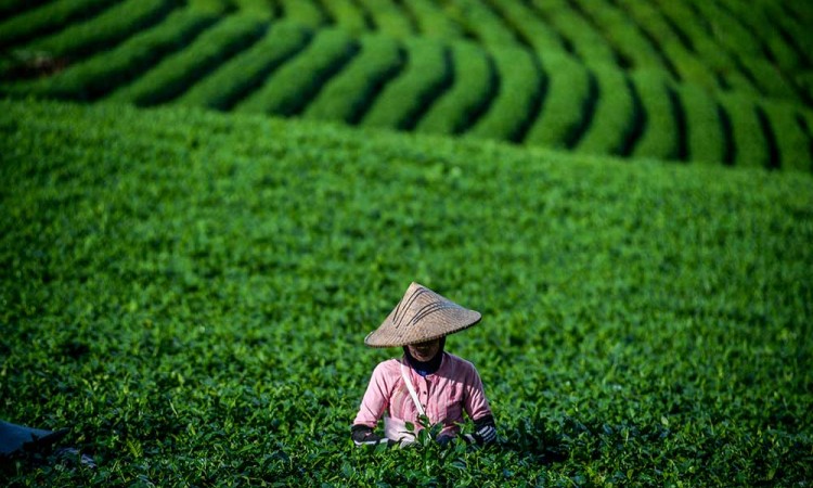 Produksi Teh Oolong Organik Tanpa Mesin Pertama di Indonesia