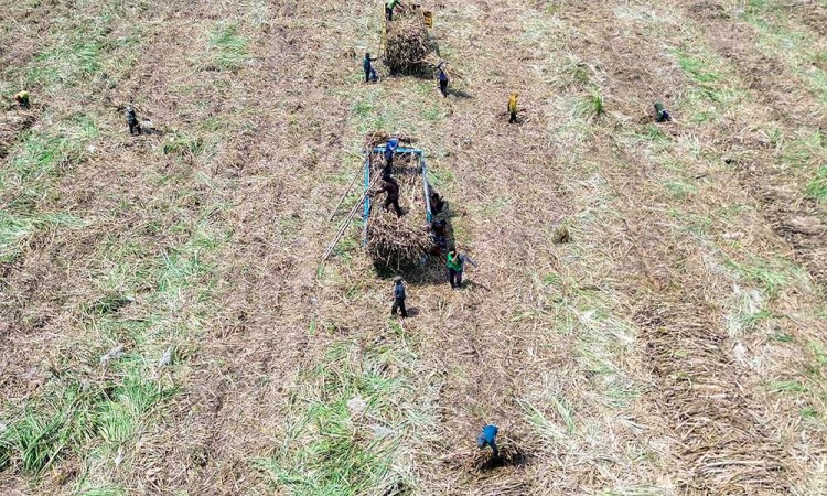 Kementerian Pertanian Targetkan Produksi Gula Konsumsi Nasional Sebanyak 2.59 Juta Ton Pada 2025