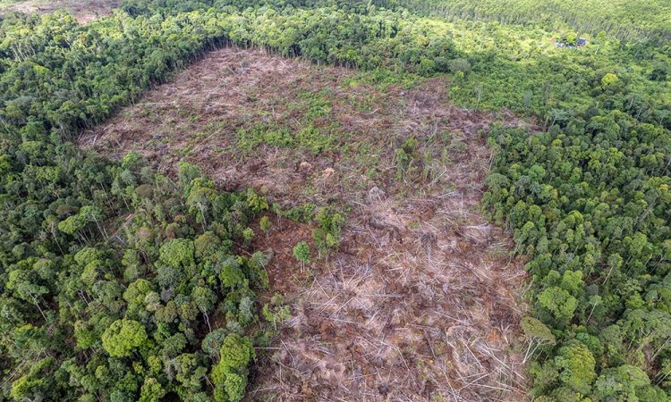Kawasan Hutan Lindung Gambut di Jambi Sudah Dirambah Manusia