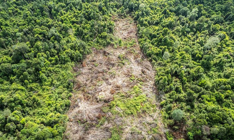 Kawasan Hutan Lindung Gambut di Jambi Sudah Dirambah Manusia