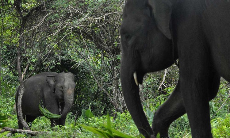 Melihat Lebih Dekat Pusat Pelatihan Gajah di Bengkulu