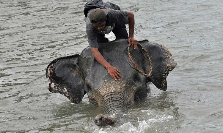 Melihat Lebih Dekat Pusat Pelatihan Gajah di Bengkulu