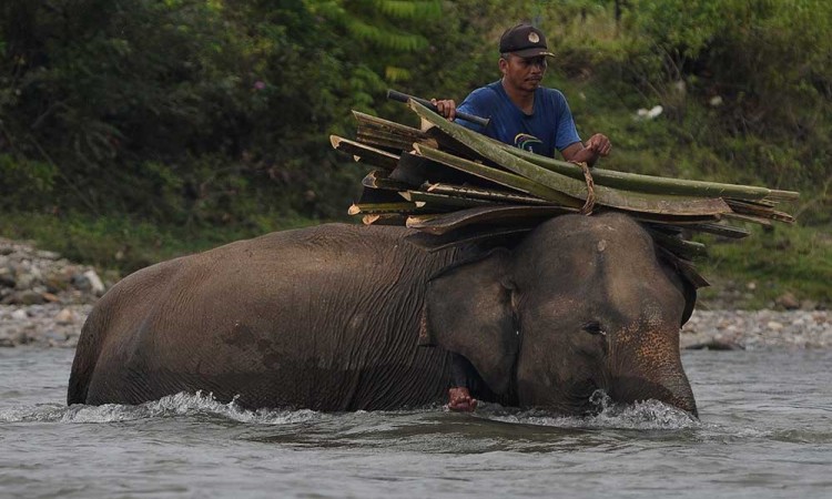 Melihat Lebih Dekat Pusat Pelatihan Gajah di Bengkulu