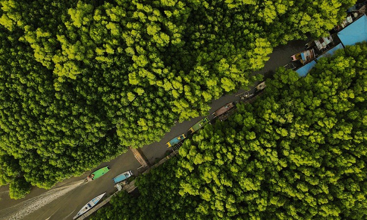 Potensi Habitat Mangrove di Sulawesi Selatan