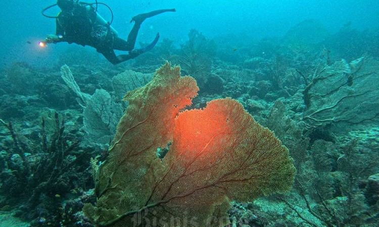 Wisata Bahari di Pulau Weh