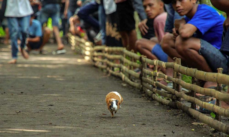 Tradisi Karapan Marmot di Lumajang Jawa Timur