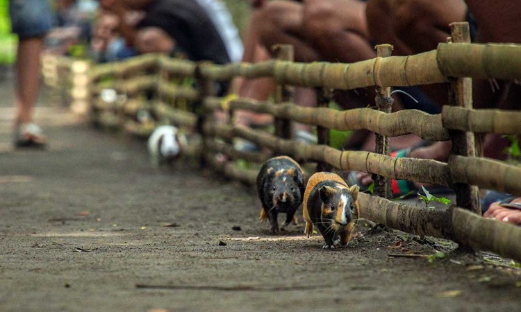 Tradisi Karapan Marmot di Lumajang Jawa Timur