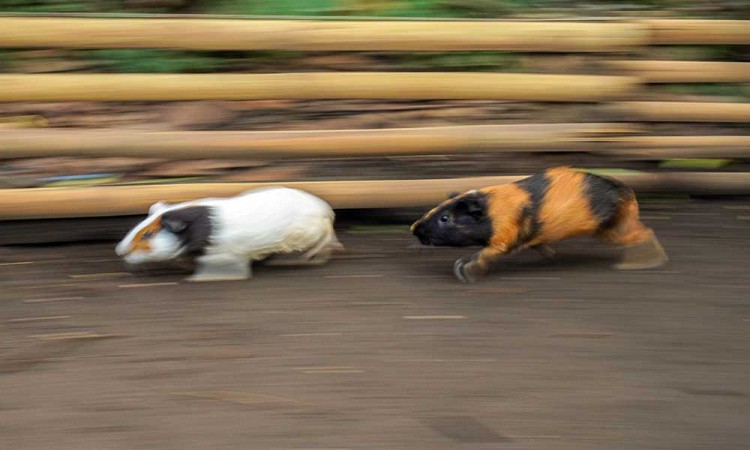 Tradisi Karapan Marmot di Lumajang Jawa Timur