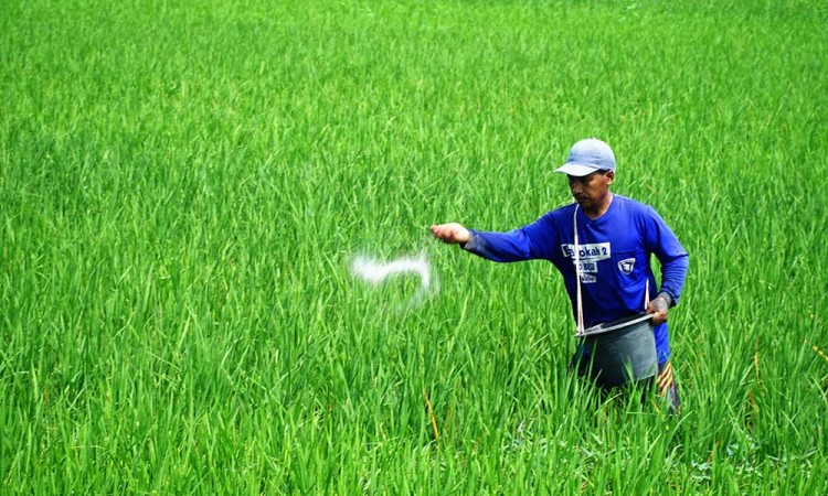 Alokasi Pupuk Bersubsidi di Jawa Timur Mengalami Penurunan Akibat Serapan 2024 Tidak Mencapai 100%