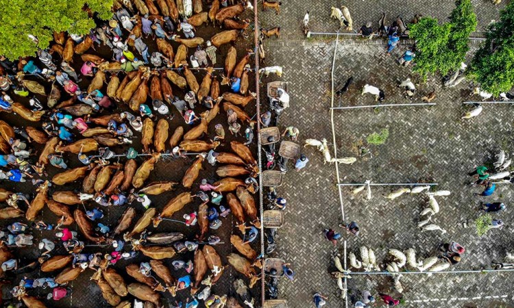 Kementan Catat Kebutuhan Hewan Kurban Pada Tahun Ini Diprediksi Naik 1,98%