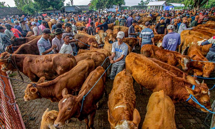 Kementan Catat Kebutuhan Hewan Kurban Pada Tahun Ini Diprediksi Naik 1,98%