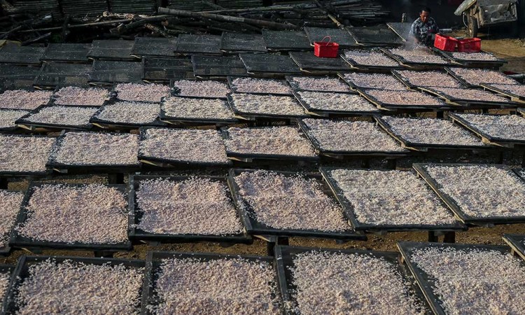 Pemerintah Tingkatkan Serapan Udang Nasional Melalui Kampanye Gemarikan