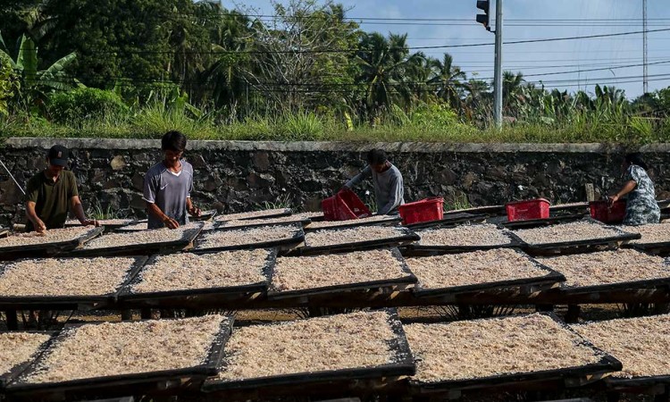 Pemerintah Tingkatkan Serapan Udang Nasional Melalui Kampanye Gemarikan