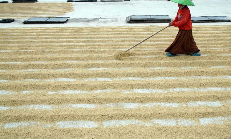Pemerintah Berkomitmen Menjaga Harga Gabah Kering Panen di Tingkat Petani Sebesar Rp6.5000 Per Kilogram