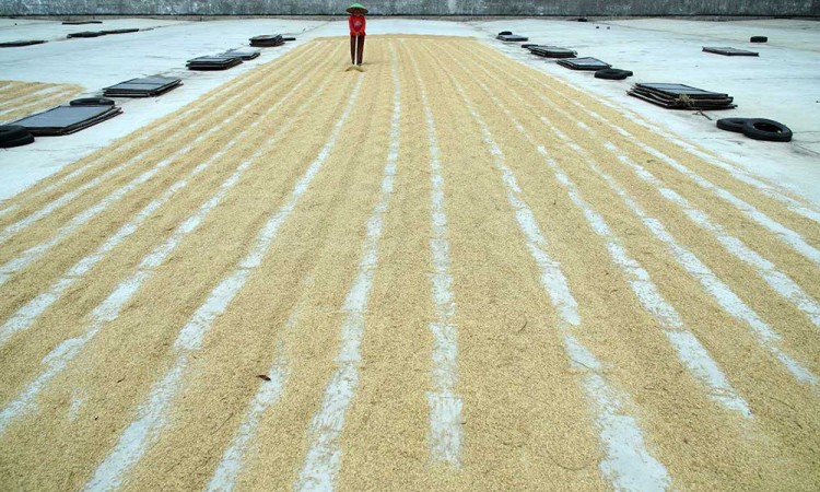 Pemerintah Berkomitmen Menjaga Harga Gabah Kering Panen di Tingkat Petani Sebesar Rp6.5000 Per Kilogram
