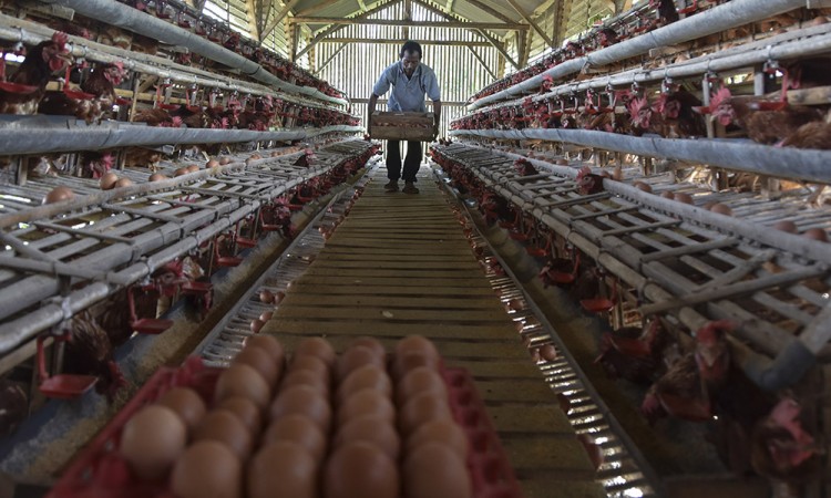 BUMdes Penyedia Telur Ayam Untuk Program MBG