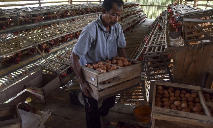 BUMdes Penyedia Telur Ayam Untuk Program MBG