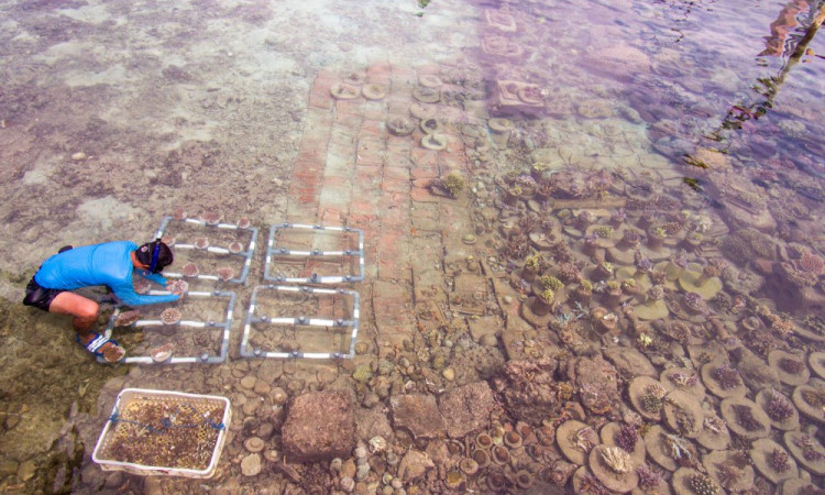 Pembibitan dan Penaman Terumbu Rarang di Pulau Pramuka