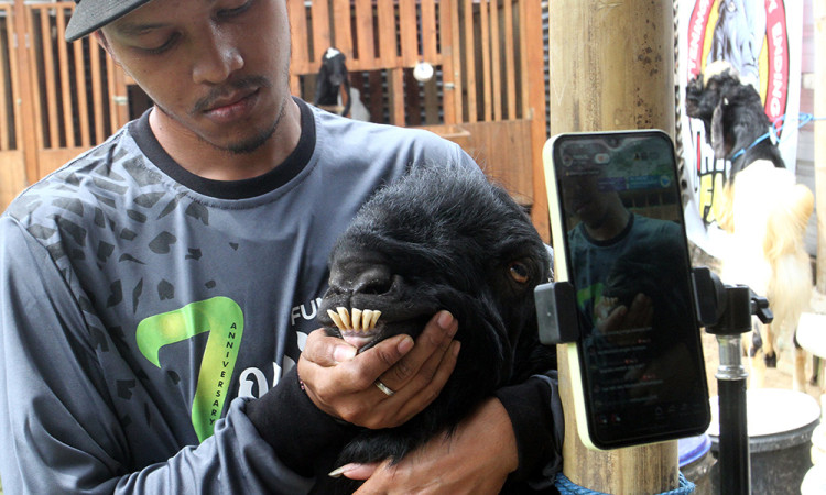 Penjualan Kambing Kurban Live Streaming di Malang