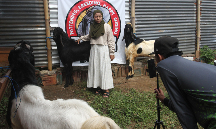 Penjualan Kambing Kurban Live Streaming di Malang