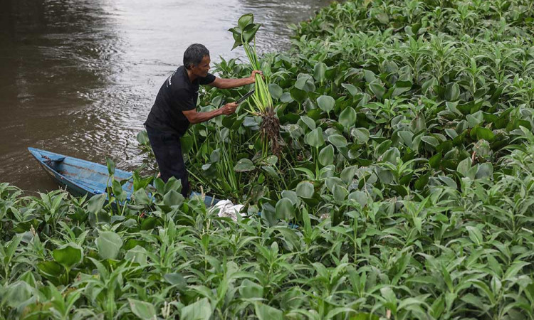 Kelompok Ankubas Menyulap Gulma Menjadi Aroma Bernilai Ekonomi