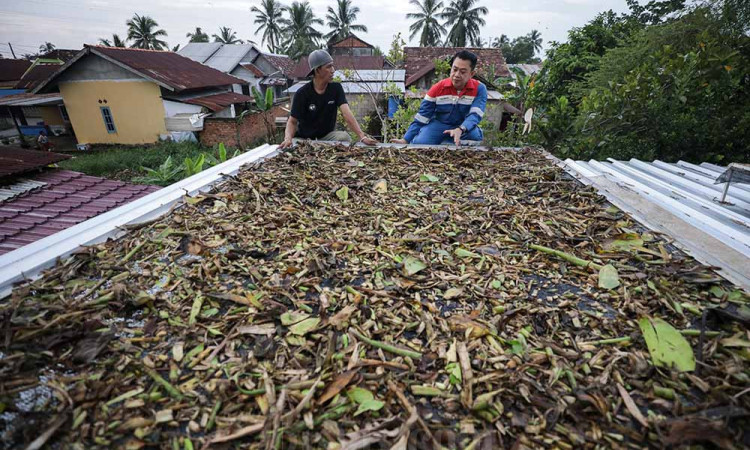 Kelompok Ankubas Menyulap Gulma Menjadi Aroma Bernilai Ekonomi