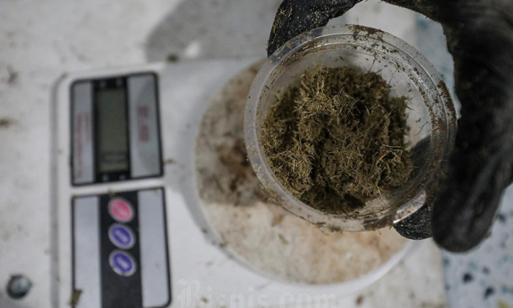 Kelompok Ankubas Menyulap Gulma Menjadi Aroma Bernilai Ekonomi