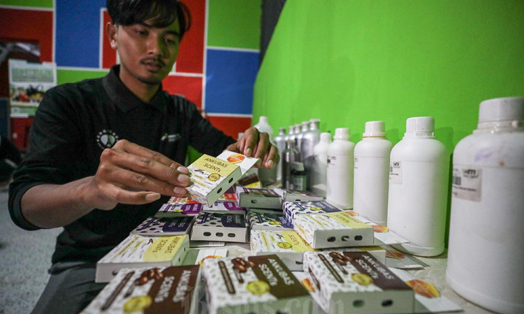 Kelompok Ankubas Menyulap Gulma Menjadi Aroma Bernilai Ekonomi