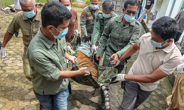 Harimau Sumatra Terluka Jerat Dapatkan Tindakan Medis