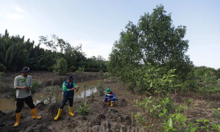 Perluasan Ekosistem Hutan Bakau