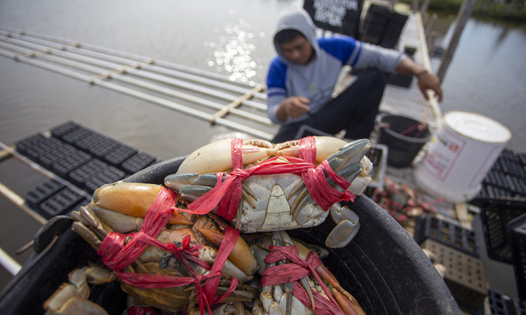 Pembibitan Kepiting Untuk Kelestarian Ekosistem
