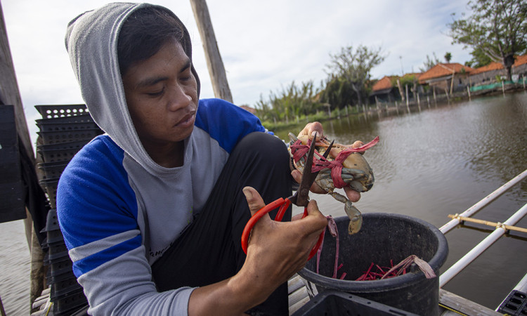Pembibitan Kepiting Untuk Kelestarian Ekosistem