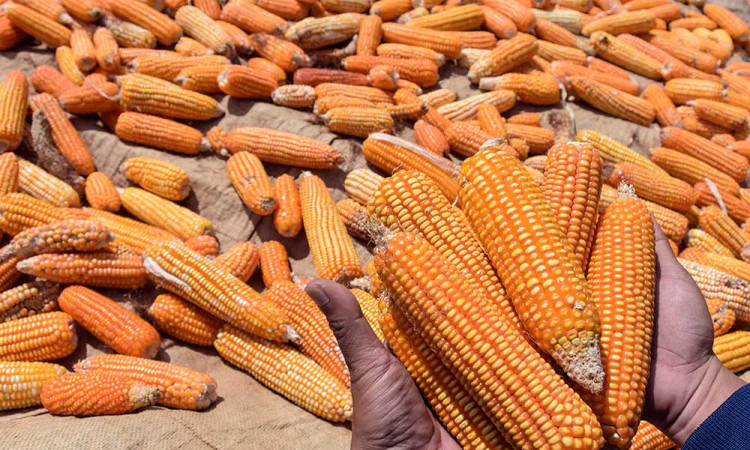 BPS Mencatat Produksi Jagung Pipilam Kering Hingga Juli 2025 Sebanyak 12,78 Juta Ton