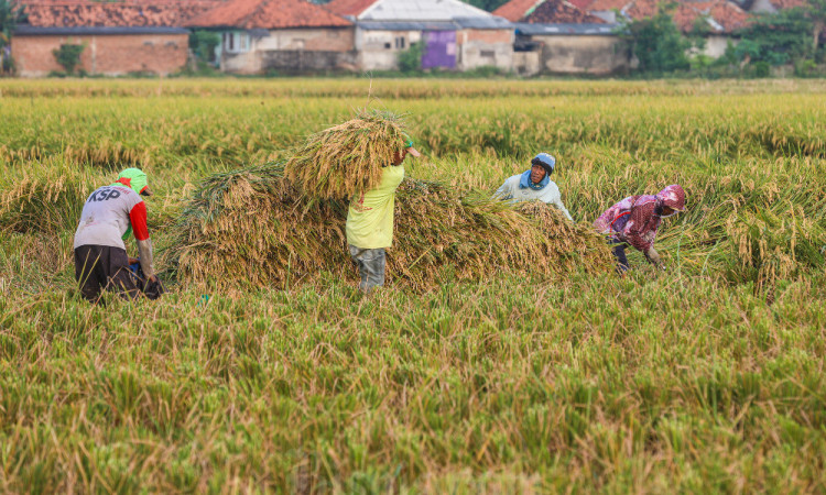 Pemerintah Dorong Petani Padi Panen Tiga Kali Dalam Setahun Untuk Mencapai Target Produksi