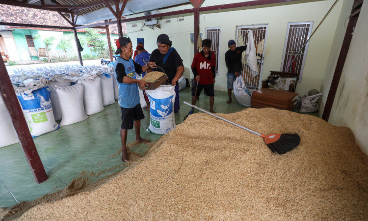 Pemerintah Dorong Petani Padi Panen Tiga Kali Dalam Setahun Untuk Mencapai Target Produksi