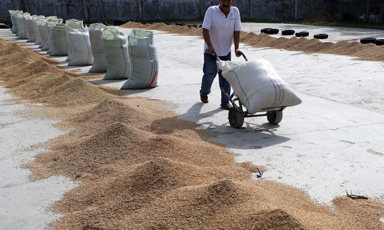 BPS Mencatat Produksi Beras Nasional Meningkat 11.95%