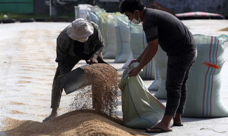 BPS Mencatat Produksi Beras Nasional Meningkat 11.95%