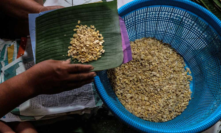 Konsumsi Kedelai Nasional Diprediksi Naik Jadi 2,75 Juta Metrik Ton Pada Tahun Ini