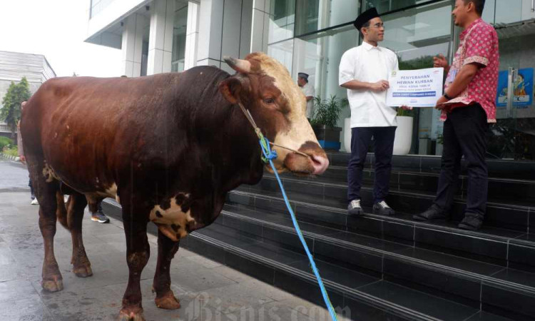 Penyerahan Hewan Kurban Untuk Masyarakat